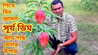 শিখে নিন আসল সূর্য ডিম বা মিয়াজাকি আমগাছ চেনার উপায় । How Identify  Miyazaki Mango Tree