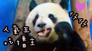 圓仔是人氣吃播主，圓仔姐姐可愛模樣大家都愛看|熊貓貓熊The Giant Panda Yuan Yuan and Yuan Bao|台北市立動物園