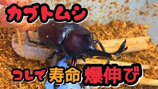 国産カブトムシはコレをやれば長生きする【飼育法】