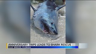 Mako shark washes ashore on Pensacola Beach