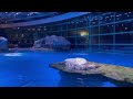 Dolphins jump during fireworks Shedd Aquarium Chicago