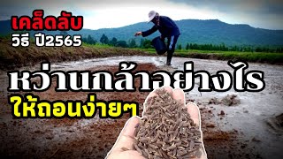 เคล็ดลับหว่านกล้าอย่างไรให้ถอนง่ายๆ ปี2565 |สาวน้อยผู้ไท ใจรักษ์เกษตร