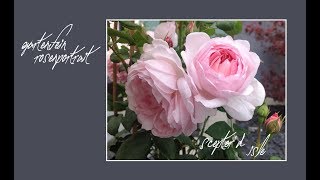 Rose Scepter'd Isle | David Austin | gartenfein [HD]