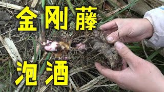 金刚藤,它的根挖回家炖鸡或泡酒有奇效，大家认识这棵植物吗？【农家莎妹】