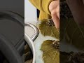 حشو لف ورق العنب Stuffing Grapes Vine leaves