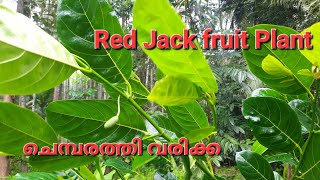 ചെമ്പരത്തി വരിക്ക l Red Jack fruit plant | V green 2022