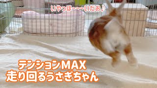 ＃19【うさぎのつくし】テンションMAX走るつくちゃん