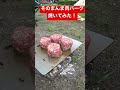 ゆるキャン あのハンバーグ キャンプ そのまんま肉バーグ焼いてみた！ 静岡県 さわやか と同じ味 shorts