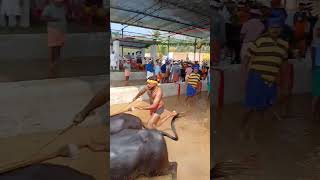 Jodukare Kambala, Thiruvail guthu, Vamanjoor #kambalalive #tulunadu #traditional #villagelife #cow