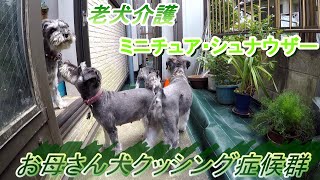 老犬介護（ミニチュア・シュナウザー）お母さん犬クッシング症候群