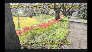 [BGM]群馬県みどり市 鹿の川沼遊歩道 ヒガンバナ(曼珠沙華)