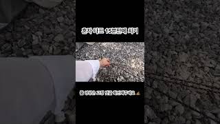 팩4개로 여자 혼자 15분만에 타프 치는 법 #camping #타프치는법 #shorts #백패킹 #솔캠