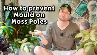 Mould & Algae on Moss Poles - Is it bad? And what do I do about it?