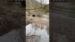 Krasses Hochwasser an der Sieg #shorts