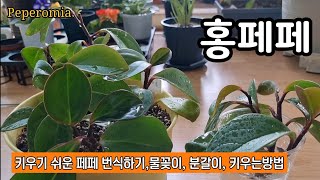 무관심으로 키우세요/키우기 쉽고 번식도 잘 되는 페페로미아/실내공기정화식물