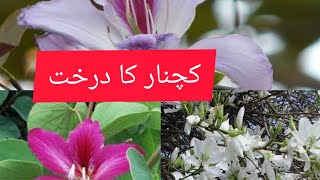 How to grow bauhinia variegata(kachnar) plant tree