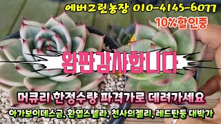 [판매완료]10%할인중~, 초보자분들까지도 모두 키워보시라고 머큐리를 대박 할인가로 드려요 멋지고 예쁘고 사랑스런 아이들이 초대박가로~~ #에버그린농장 #succulentplant