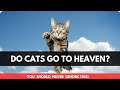 Do cats go to heaven? Can cats go to heaven?