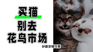 为什么买猫不能去花鸟市场买？在哪里买猫才会更有保障？