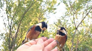 田舎でよく聞く野鳥の鳴き声♪夕暮れどきヤマガラのつがいと遊びました