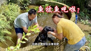 夫妻石屋生活，鱼被鱼吃啦！清塘顺便跟狗狗洗个澡！（The fish was eaten by fish）