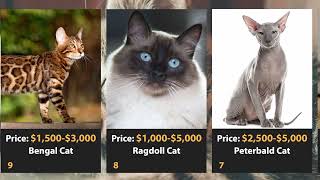 Top 20 Most Expensive Cat Breeds! SHOCKING PRICES!