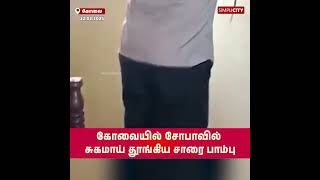 கோவையில் சோபாவில் சுகமாய் தூங்கிய சாரை பாம்பு