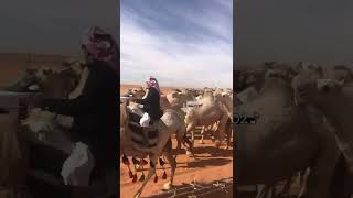 مرعبات الشقح لـ بداح بن رثوان الدوسري 🥇.