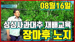 싱싱사과대추 재배교육 0816 장마이후 노지재배 , 병충해 방제, 수분공급, 엽면시비, 칼슘시비, 알찬들애 싱싱사과대추 4k