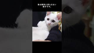 【保護猫】サンタが我が家にやって来た？【クリスマス】 #shorts