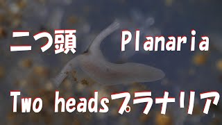 Two regenerated heads Planaria ふたつ頭が再生・ミヤマプラナリア