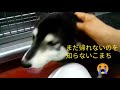 入院中の柴犬こまち、面会すると悲痛な叫び声を…😭