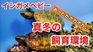 イシガメベビーズ、真冬の屋内飼育環境！