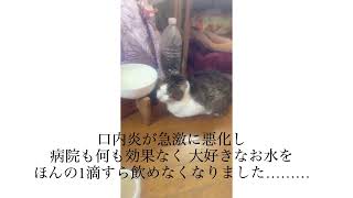 猫エイズの保護猫。天使の たーちゃんは4年半腎臓病と口内炎と戦い頑張りました