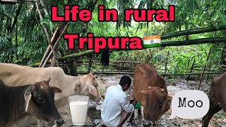 VLOG | milking a cow | life in rural India 🇮🇳 | Tripura | Kokborok | village series