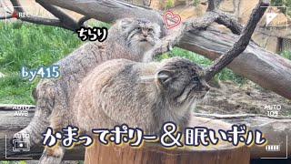 《マヌル》vo.7⭐︎かまってポリー＆眠いボル