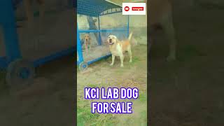 kci lab dog for sale#dog #training #labrador #shorts #sandhu_saab167