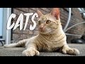 Cats (Sony A7Sii + 16-35mm f/4 + Zhiyun Crane)