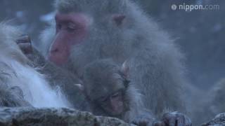 【4K】雪見風呂楽しむニホンザル「スノーモンキー」：長野・山ノ内町 地獄谷野猿公苑 | nippon.com