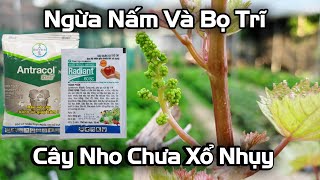 Cây Nho Cần Ngừa Nấm Và Bọ Trĩ Khi Hoa Chưa Xổ Nhụy