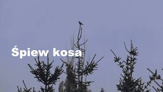 Śpiew kosa