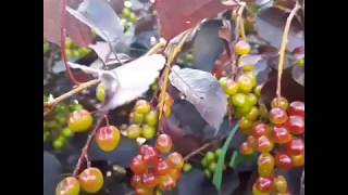 nakakasakal nga ba!?/chokecherry fruit/Pinay in Canada