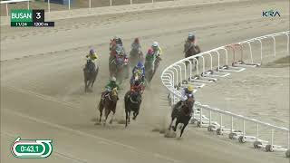 (Busan) 2024.11.24 R3 Class 4 (1200M) Handicap