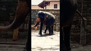 දළදා පෙරහැරට නැටුම් පුහුණු වෙන හස්තියා... dancing practice for daladha perahara...