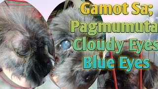 Effective Home Remedy For Dogs Eye Infection|Pagmumuta Ng Aso Tanggal