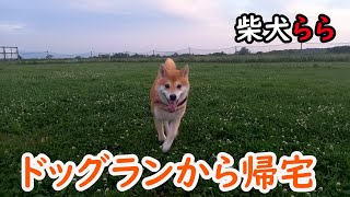 ドッグランから帰宅