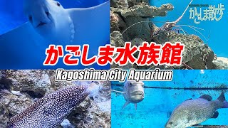 【鹿児島散歩】いおワールド鹿児島水族館の散歩【作業用/睡眠用/リモート水族館】