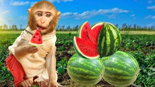 Monkey Baby Jerry plant watermelon in the garden and eat it