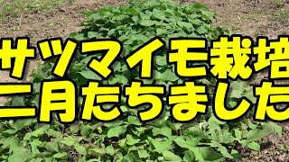 【家庭菜園】【サツマイモ栽培】2021サツマイモ栽培。植え付けから２か月たちました。