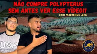 Não compre polypterus sem antes saber dessas 5 coisas